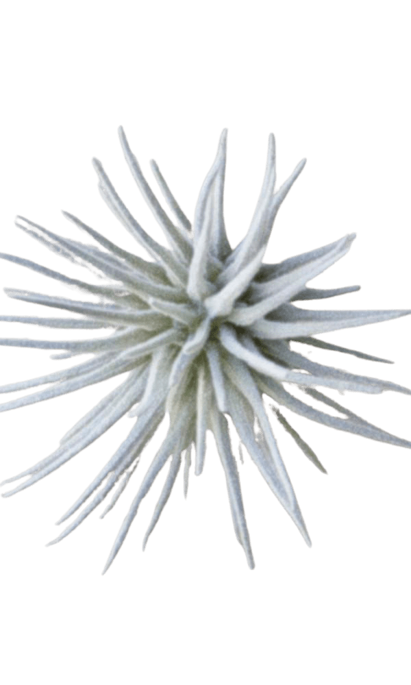 Air Plant Fake Lifelike Realistic Unkillable! - Chive Ceramics Studio - Tools & Accessories - Chive Ceramics Studio