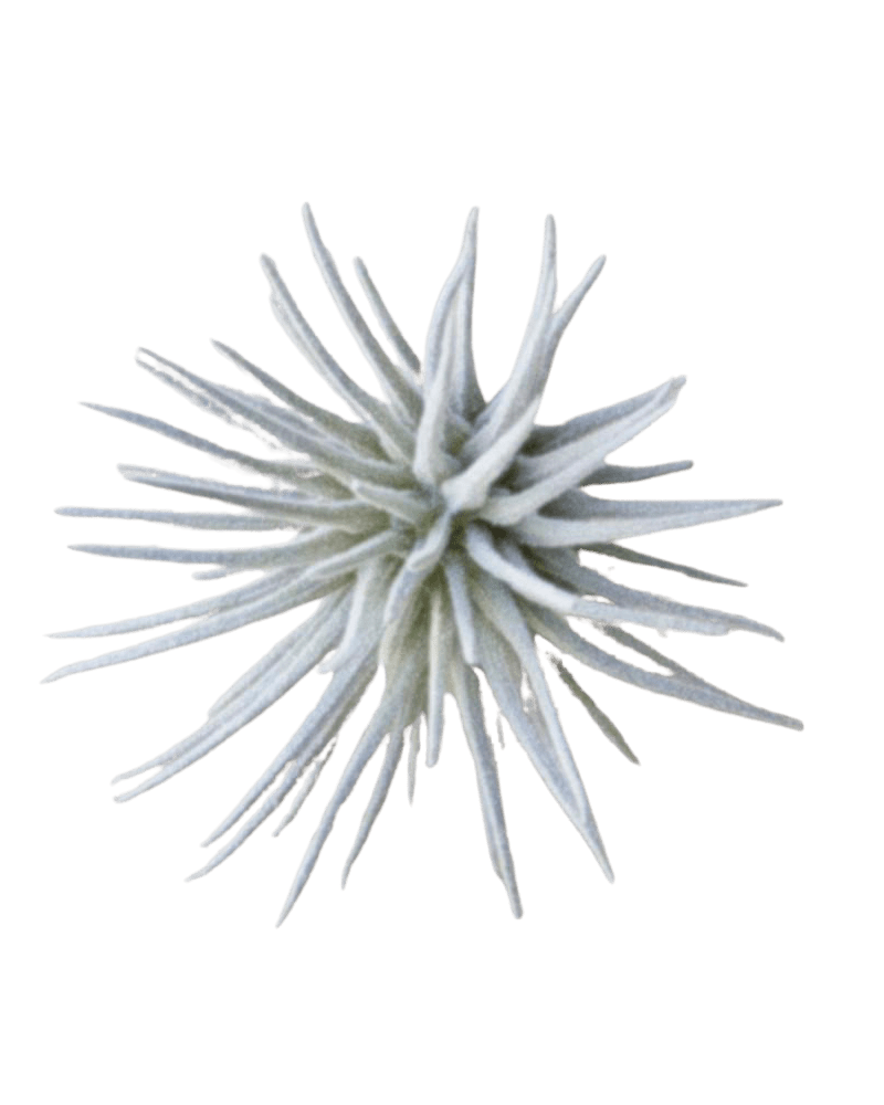 Air Plant Fake Lifelike Realistic Unkillable! - Chive Ceramics Studio - Tools & Accessories - Chive Ceramics Studio