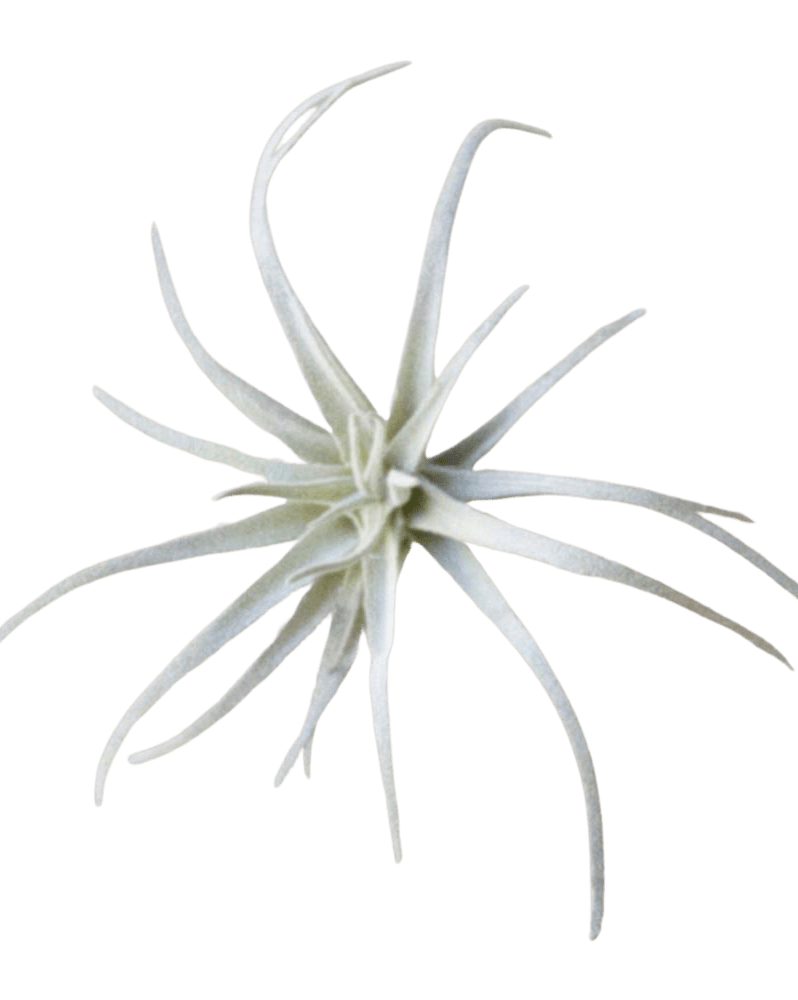 Air Plant Fake Lifelike Realistic Unkillable! - Chive Ceramics Studio - Tools & Accessories - Chive Ceramics Studio