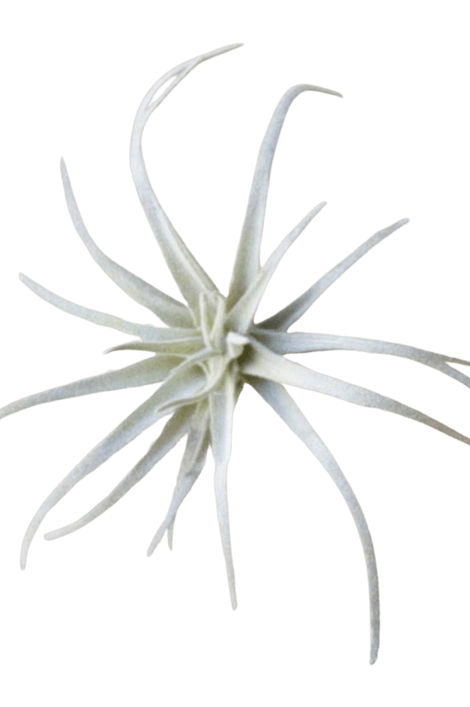 Air Plant Fake Lifelike Realistic Unkillable! - Chive Ceramics Studio - Tools & Accessories - Chive Ceramics Studio