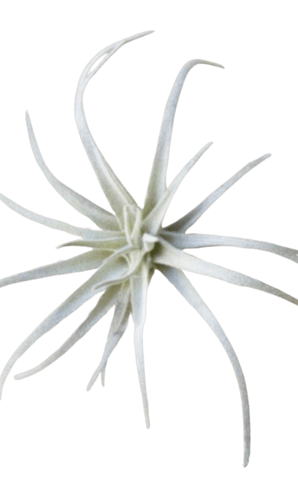 Air Plant Fake Lifelike Realistic Unkillable! - Chive Ceramics Studio - Tools & Accessories - Chive Ceramics Studio