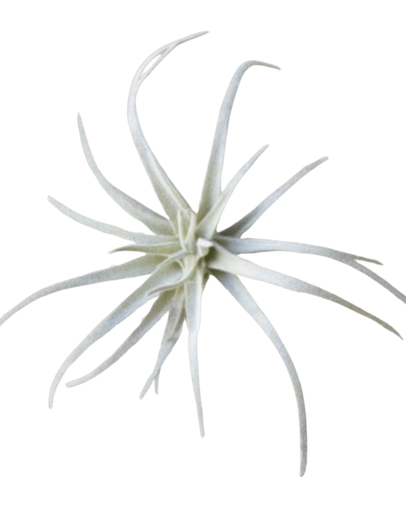 Air Plant Fake Lifelike Realistic Unkillable! - Chive Ceramics Studio - Tools & Accessories - Chive Ceramics Studio