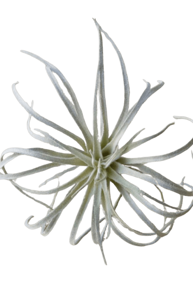 Air Plant Fake Lifelike Realistic Unkillable! - Chive Ceramics Studio - Tools & Accessories - Chive Ceramics Studio