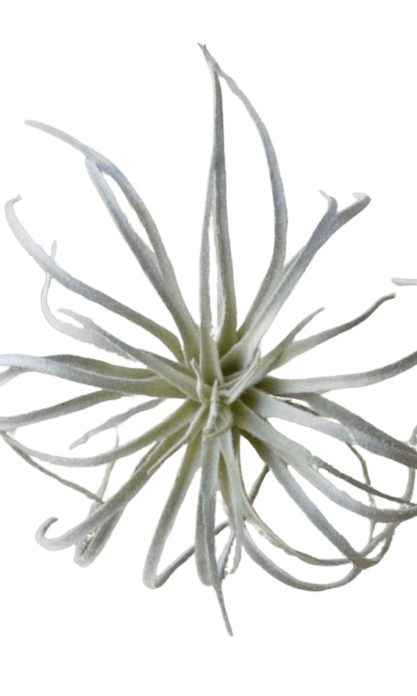 Air Plant Fake Lifelike Realistic Unkillable! - Chive Ceramics Studio - Tools & Accessories - Chive Ceramics Studio