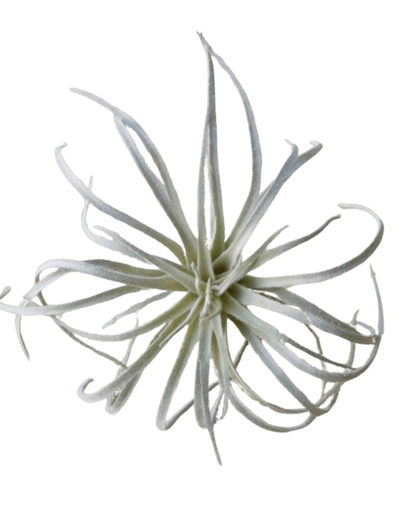 Air Plant Fake Lifelike Realistic Unkillable! - Chive Ceramics Studio - Tools & Accessories - Chive Ceramics Studio