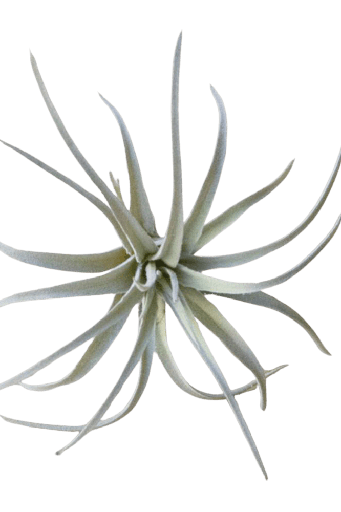 Air Plant Fake Lifelike Realistic Unkillable! - Chive Ceramics Studio - Tools & Accessories - Chive Ceramics Studio