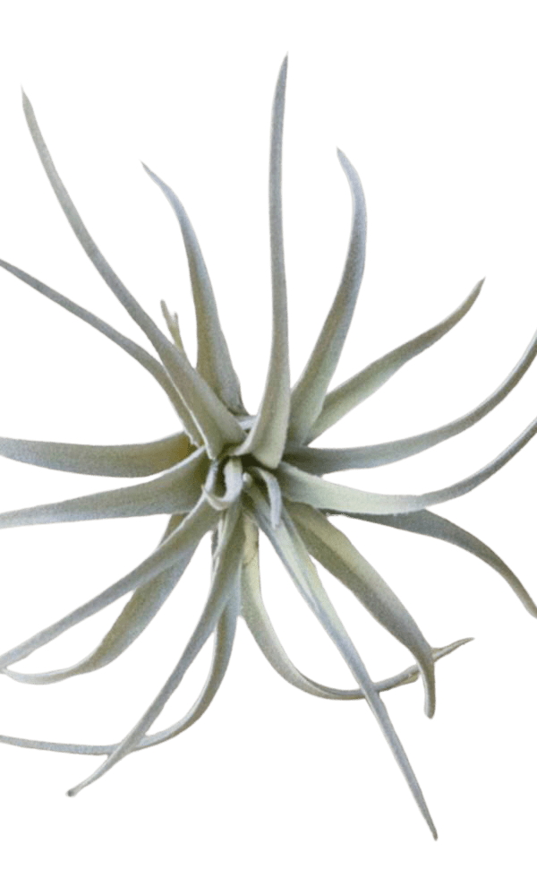 Air Plant Fake Lifelike Realistic Unkillable! - Chive Ceramics Studio - Tools & Accessories - Chive Ceramics Studio