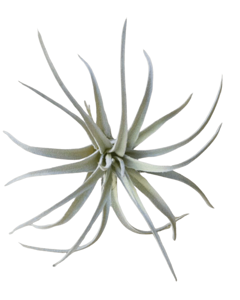 Air Plant Fake Lifelike Realistic Unkillable! - Chive Ceramics Studio - Tools & Accessories - Chive Ceramics Studio
