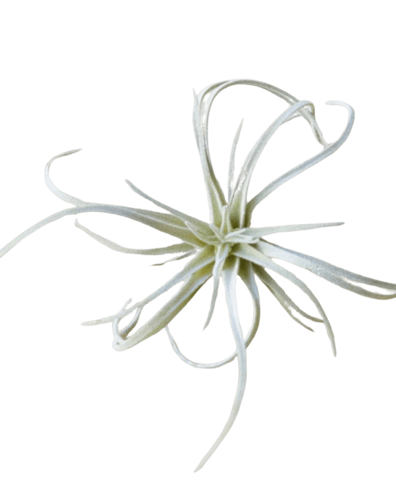 Air Plant Fake Lifelike Realistic Unkillable! - Chive Ceramics Studio - Tools & Accessories - Chive Ceramics Studio