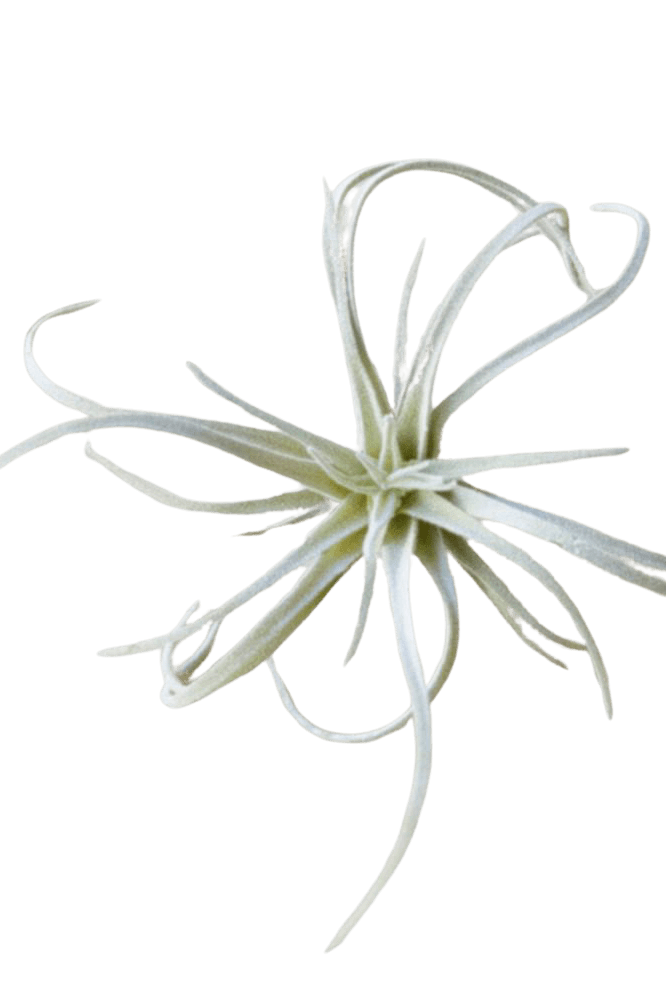 Air Plant Fake Lifelike Realistic Unkillable! - Chive Ceramics Studio - Tools & Accessories - Chive Ceramics Studio