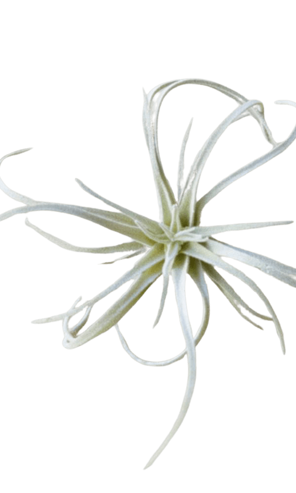 Air Plant Fake Lifelike Realistic Unkillable! - Chive Ceramics Studio - Tools & Accessories - Chive Ceramics Studio
