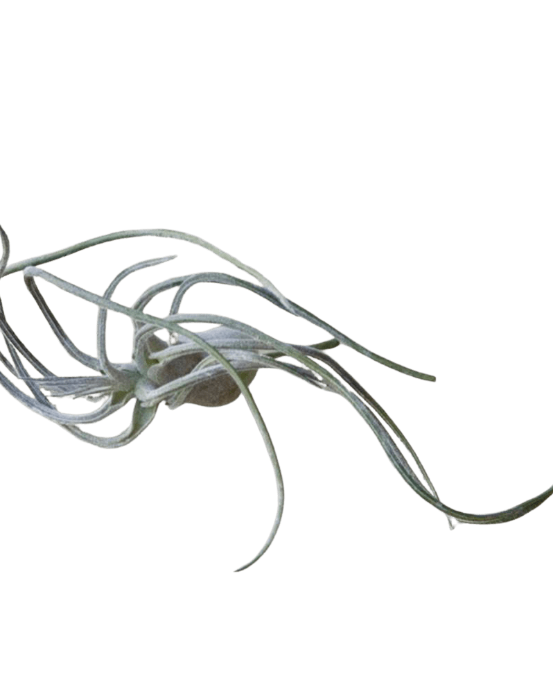 Air Plant Fake Lifelike Realistic Unkillable! - Chive Ceramics Studio - Tools & Accessories - Chive Ceramics Studio