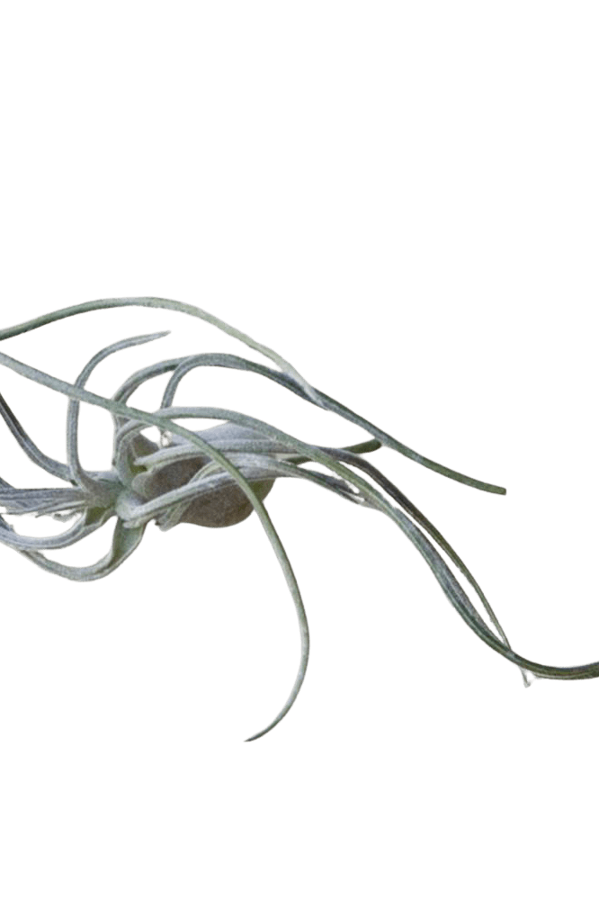 Air Plant Fake Lifelike Realistic Unkillable! - Chive Ceramics Studio - Tools & Accessories - Chive Ceramics Studio