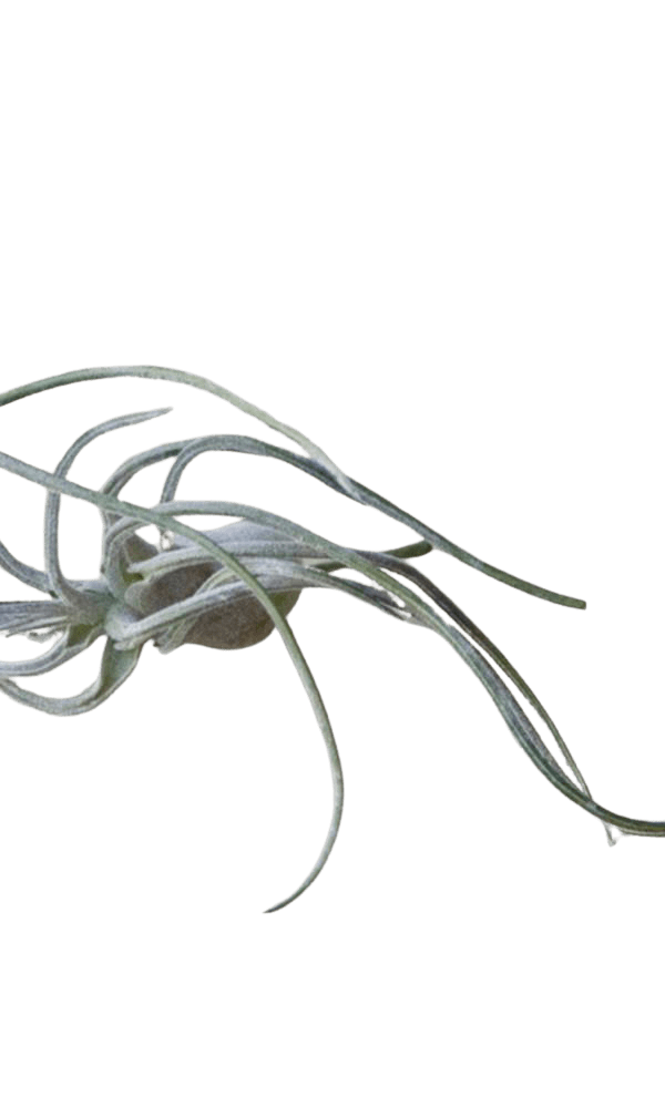 Air Plant Fake Lifelike Realistic Unkillable! - Chive Ceramics Studio - Tools & Accessories - Chive Ceramics Studio