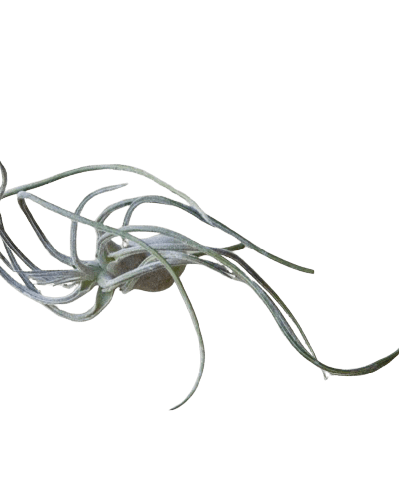 Air Plant Fake Lifelike Realistic Unkillable! - Chive Ceramics Studio - Tools & Accessories - Chive Ceramics Studio