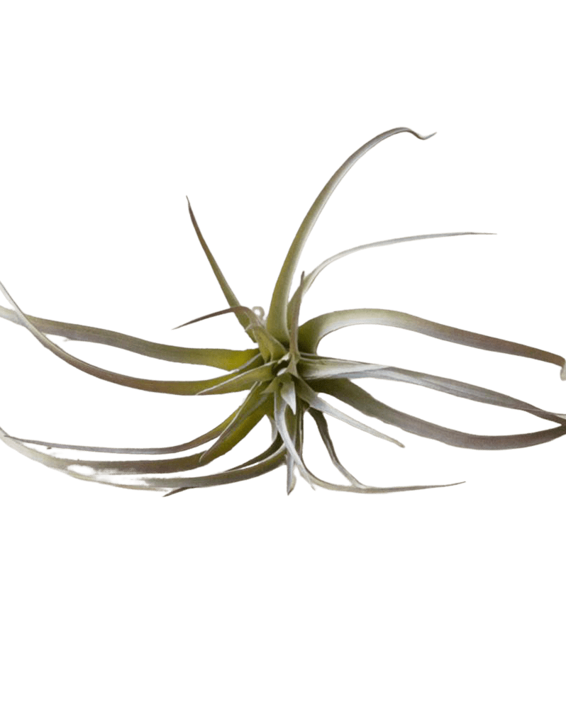 Air Plant Fake Lifelike Realistic Unkillable! - Chive Ceramics Studio - Tools & Accessories - Chive Ceramics Studio