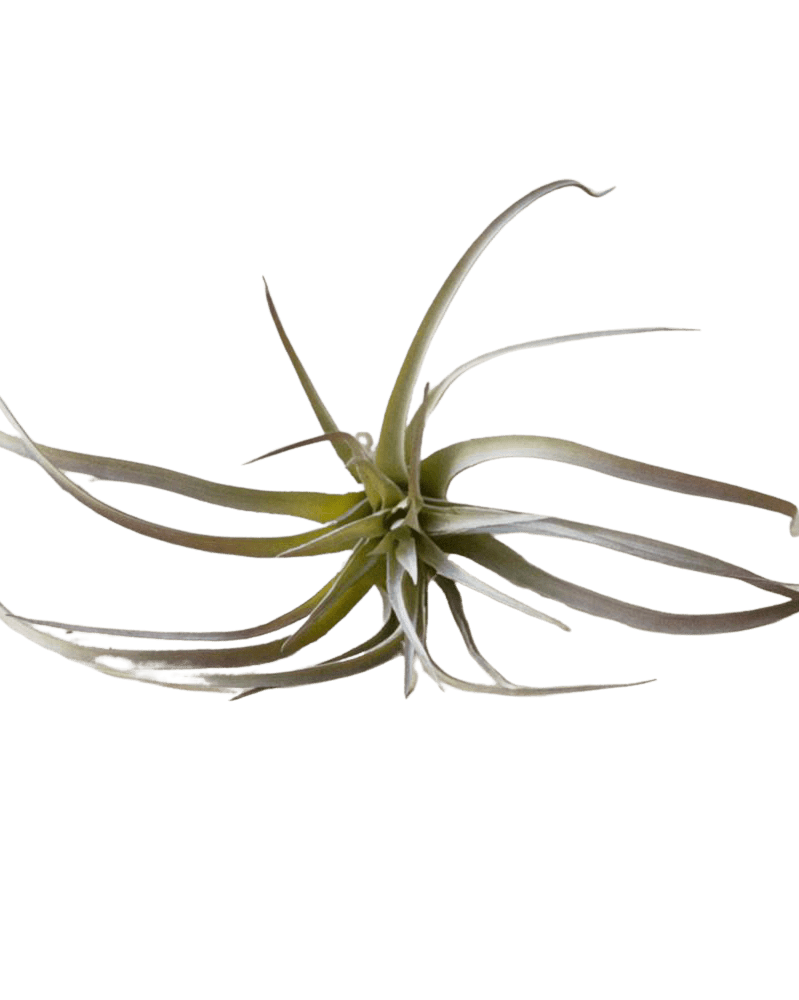 Air Plant Fake Lifelike Realistic Unkillable! - Chive Ceramics Studio - Tools & Accessories - Chive Ceramics Studio