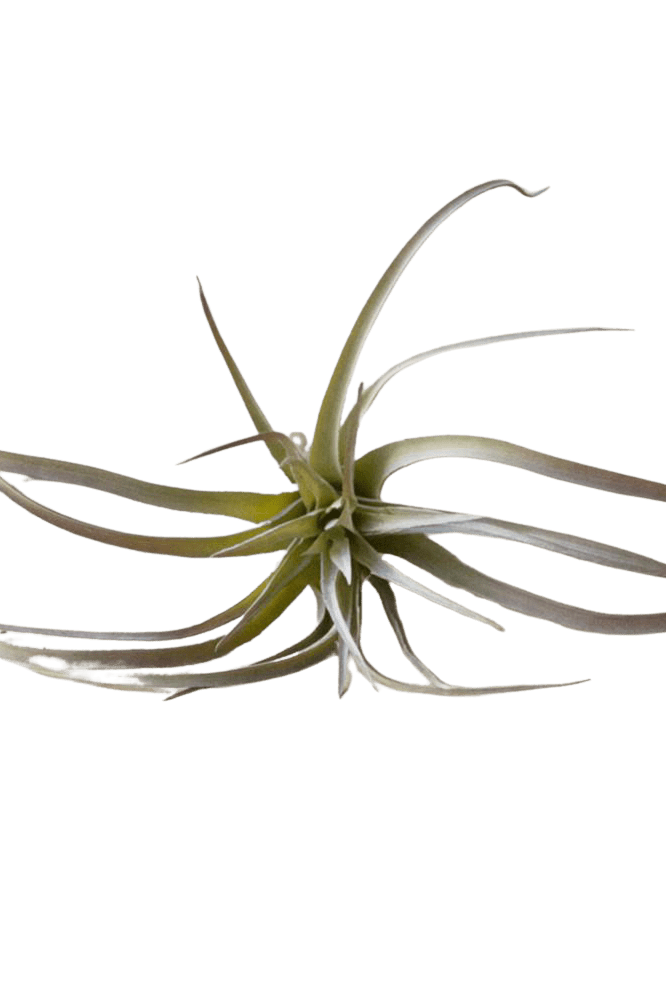 Air Plant Fake Lifelike Realistic Unkillable! - Chive Ceramics Studio - Tools & Accessories - Chive Ceramics Studio