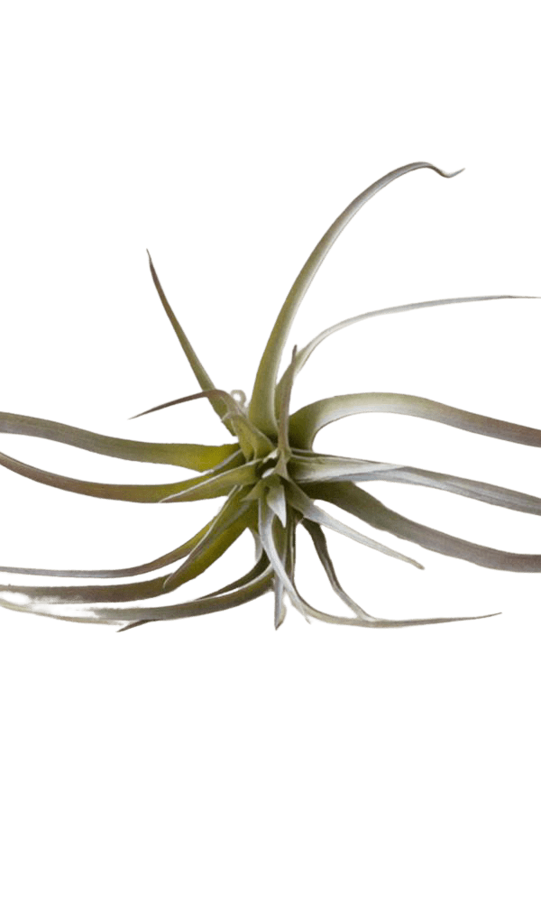 Air Plant Fake Lifelike Realistic Unkillable! - Chive Ceramics Studio - Tools & Accessories - Chive Ceramics Studio