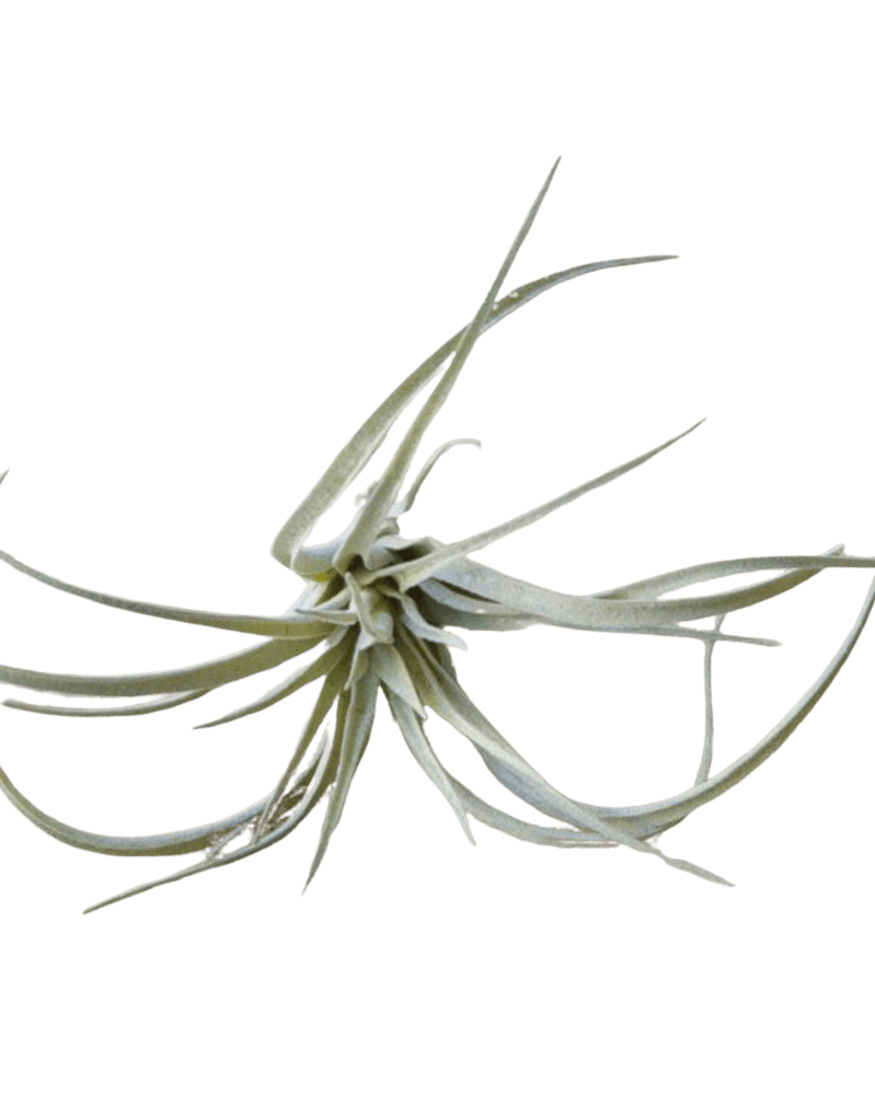 Air Plant Fake Lifelike Realistic Unkillable! - Chive Ceramics Studio - Tools & Accessories - Chive Ceramics Studio