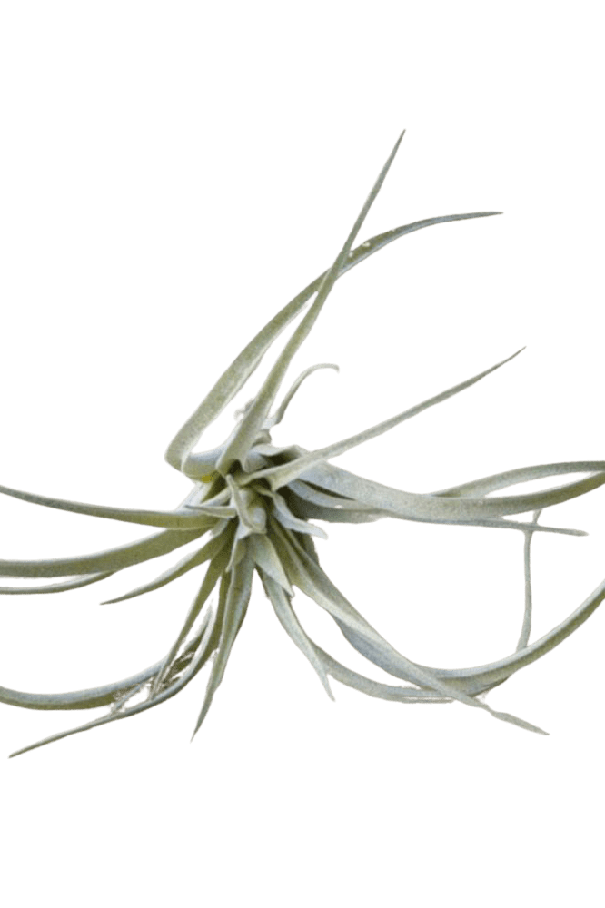Air Plant Fake Lifelike Realistic Unkillable! - Chive Ceramics Studio - Tools & Accessories - Chive Ceramics Studio