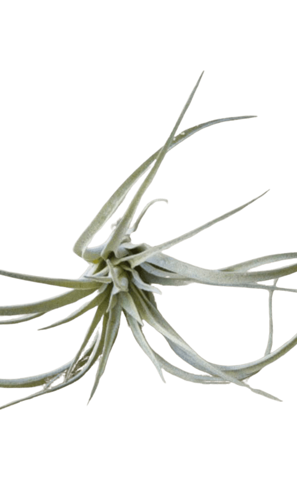 Air Plant Fake Lifelike Realistic Unkillable! - Chive Ceramics Studio - Tools & Accessories - Chive Ceramics Studio