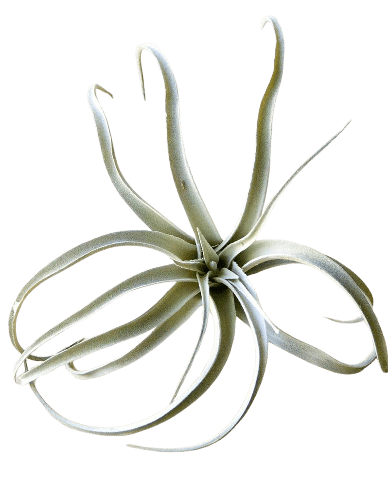 Air Plant Fake Lifelike Realistic Unkillable! - Chive Ceramics Studio - Tools & Accessories - Chive Ceramics Studio