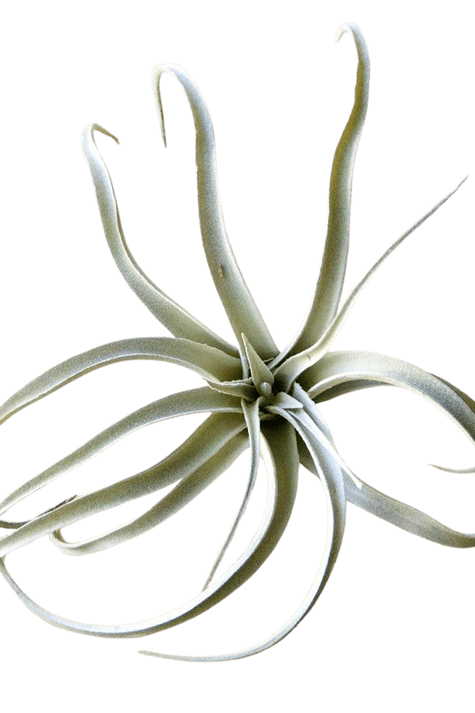 Air Plant Fake Lifelike Realistic Unkillable! - Chive Ceramics Studio - Tools & Accessories - Chive Ceramics Studio