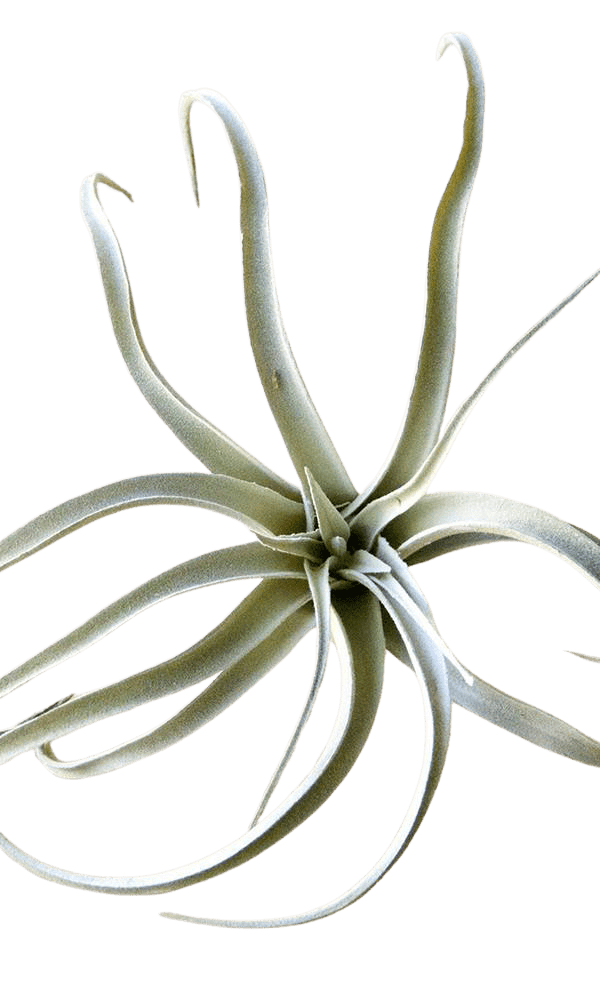 Air Plant Fake Lifelike Realistic Unkillable! - Chive Ceramics Studio - Tools & Accessories - Chive Ceramics Studio