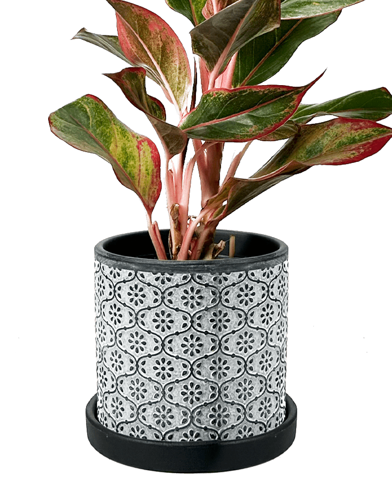 Balter Ceramic Pot And Saucer Set - Chive Ceramics Studio - Pots - Chive Ceramics Studio