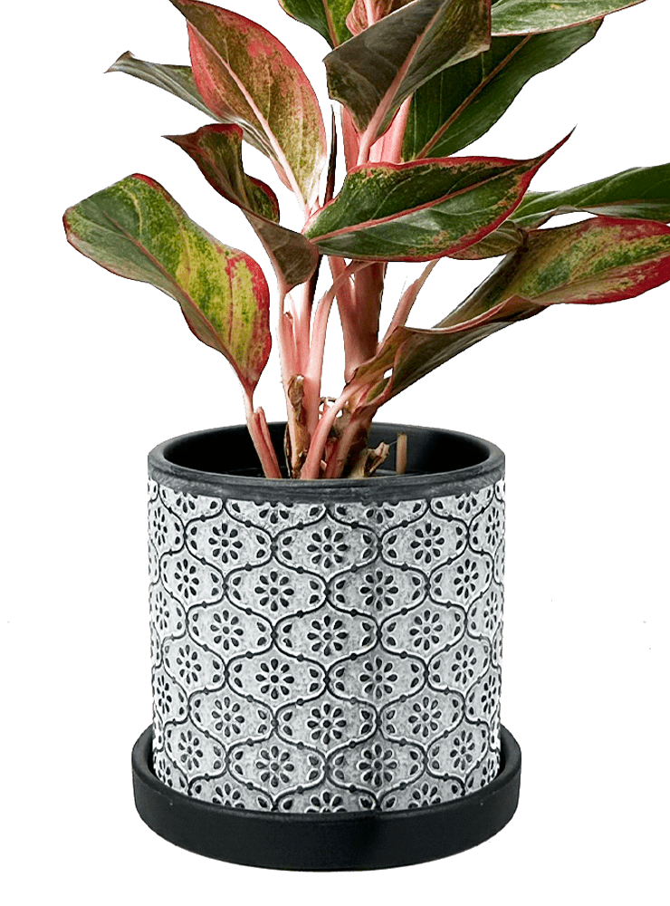 Balter Ceramic Pot And Saucer Set - Chive Ceramics Studio - Pots - Chive Ceramics Studio