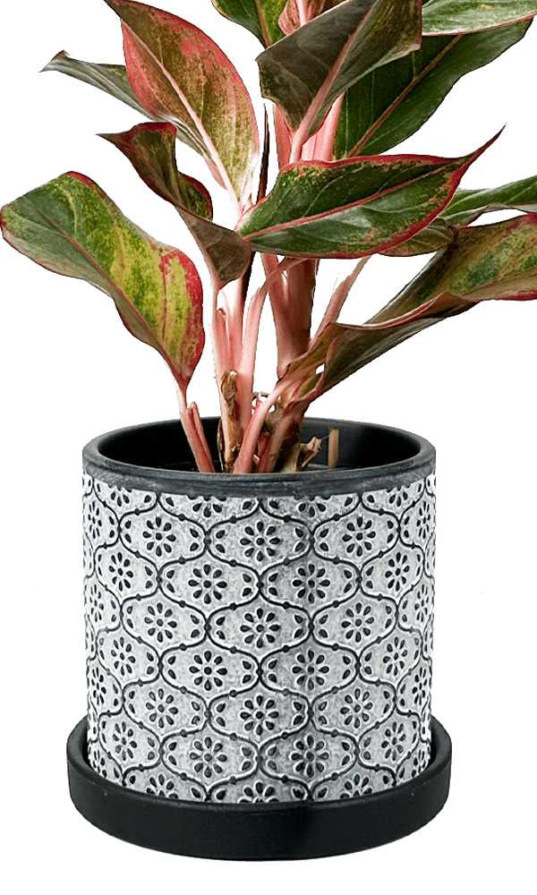 Balter Ceramic Pot And Saucer Set - Chive Ceramics Studio - Pots - Chive Ceramics Studio