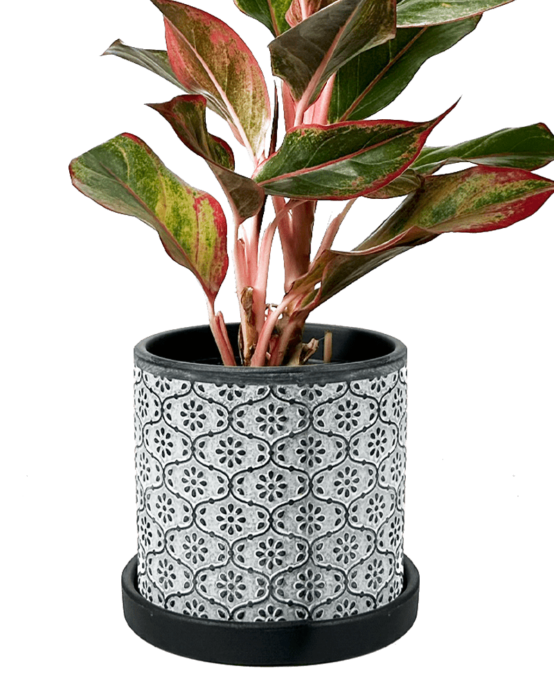 Balter Ceramic Pot And Saucer Set - Chive Ceramics Studio - Pots - Chive Ceramics Studio