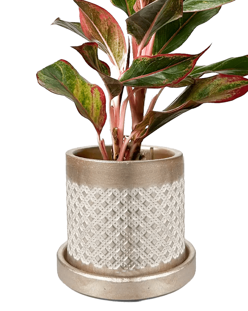 Balter Ceramic Pot And Saucer Set - Chive Ceramics Studio - Pots - Chive Ceramics Studio