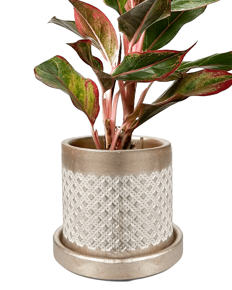 Balter Ceramic Pot And Saucer Set - Chive Ceramics Studio - Pots - Chive Ceramics Studio