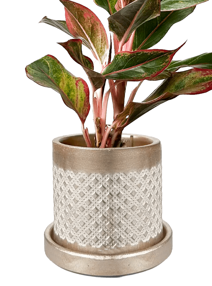 Balter Ceramic Pot And Saucer Set - Chive Ceramics Studio - Pots - Chive Ceramics Studio