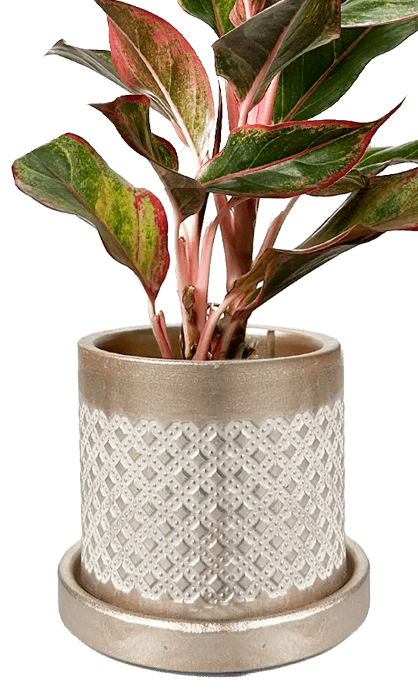 Balter Ceramic Pot And Saucer Set - Chive Ceramics Studio - Pots - Chive Ceramics Studio