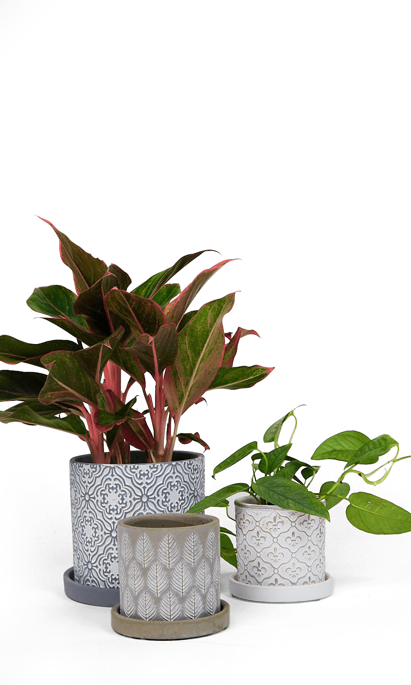 Balter Ceramic Pot And Saucer Set - Chive Ceramics Studio - Pots - Chive Ceramics Studio