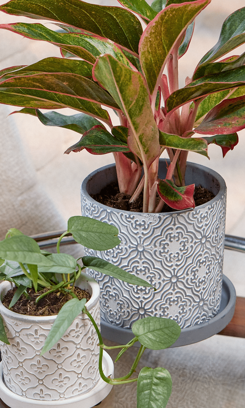 Balter Ceramic Pot And Saucer Set - Chive Ceramics Studio - Pots - Chive Ceramics Studio