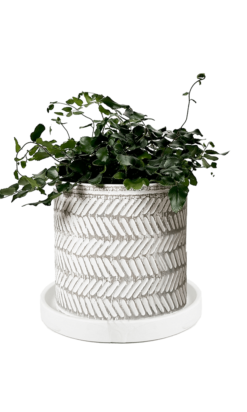 Balter Ceramic Pot And Saucer Set - Chive Ceramics Studio - Pots - Chive Ceramics Studio