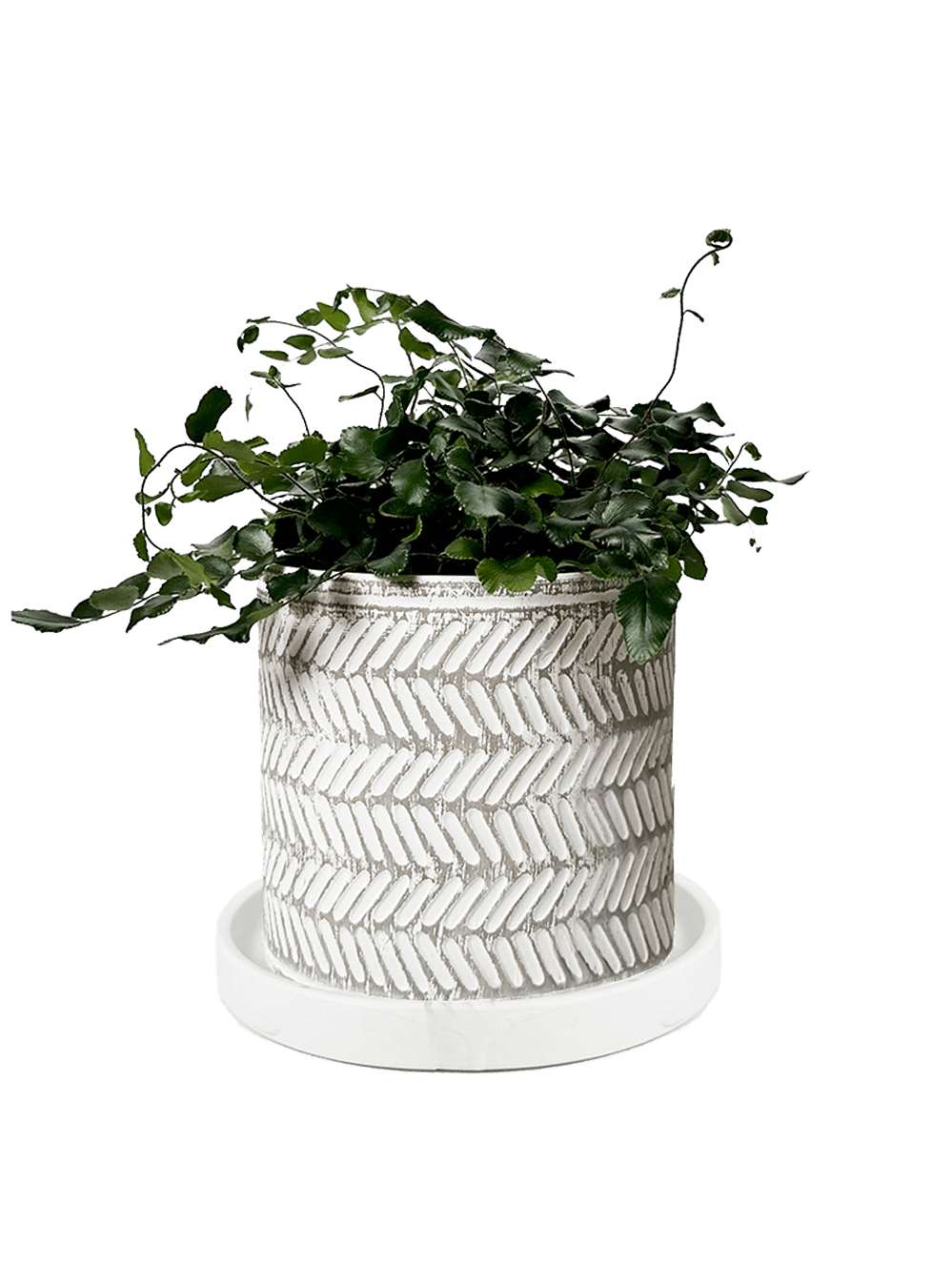 Balter Ceramic Pot And Saucer Set - Chive Ceramics Studio - Pots - Chive Ceramics Studio