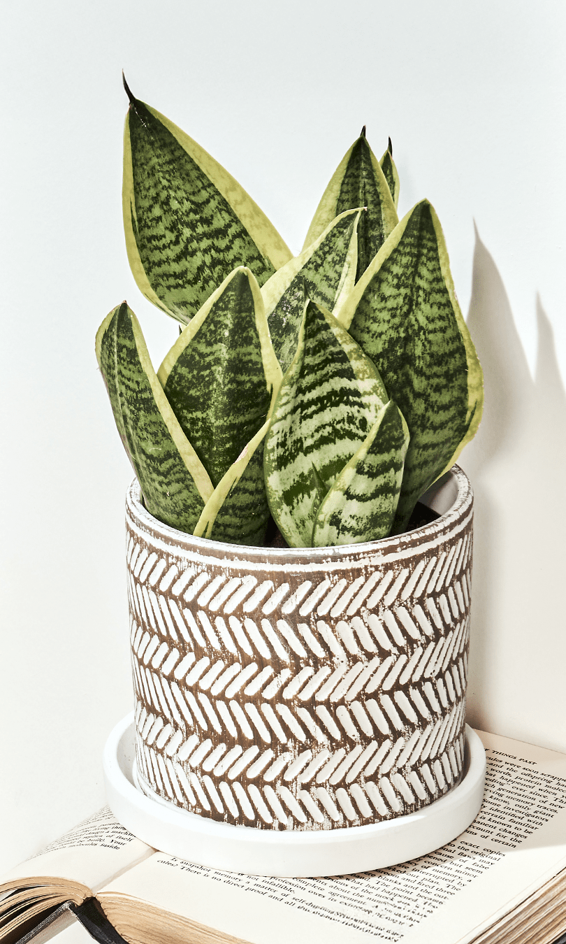 Balter Ceramic Pot And Saucer Set - Chive Ceramics Studio - Pots - Chive Ceramics Studio