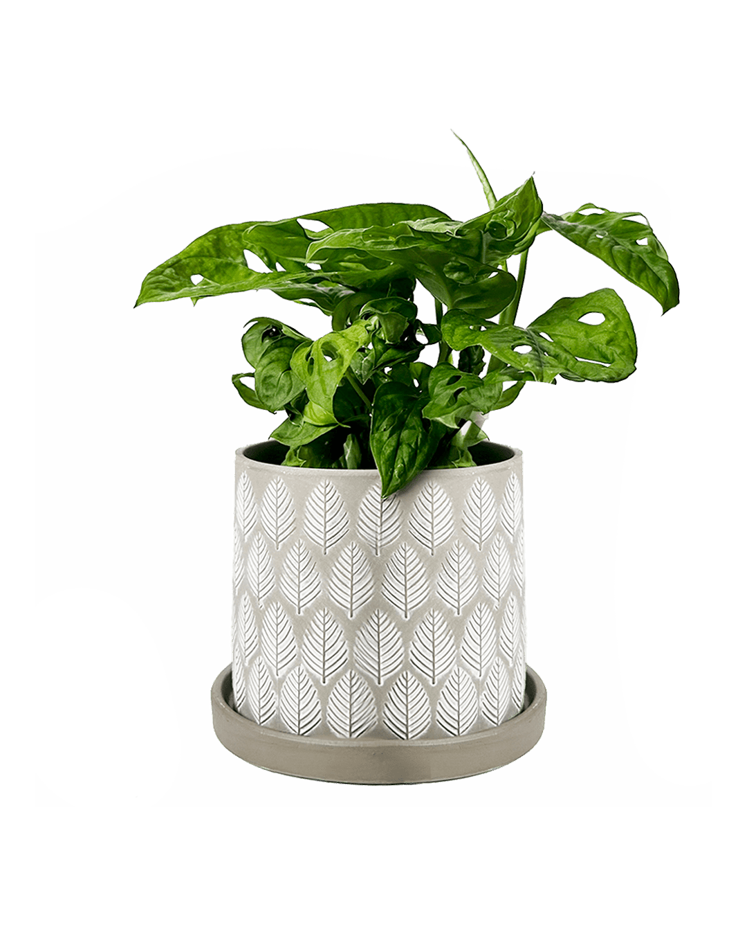 Balter Ceramic Pot And Saucer Set - Chive Ceramics Studio - Pots - Chive Ceramics Studio