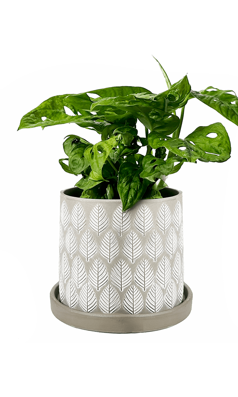 Balter Ceramic Pot And Saucer Set - Chive Ceramics Studio - Pots - Chive Ceramics Studio