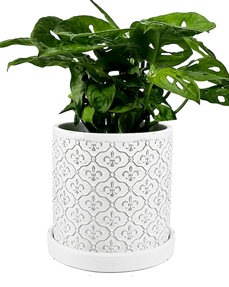 Balter Ceramic Pot And Saucer Set - Chive Ceramics Studio - Pots - Chive Ceramics Studio