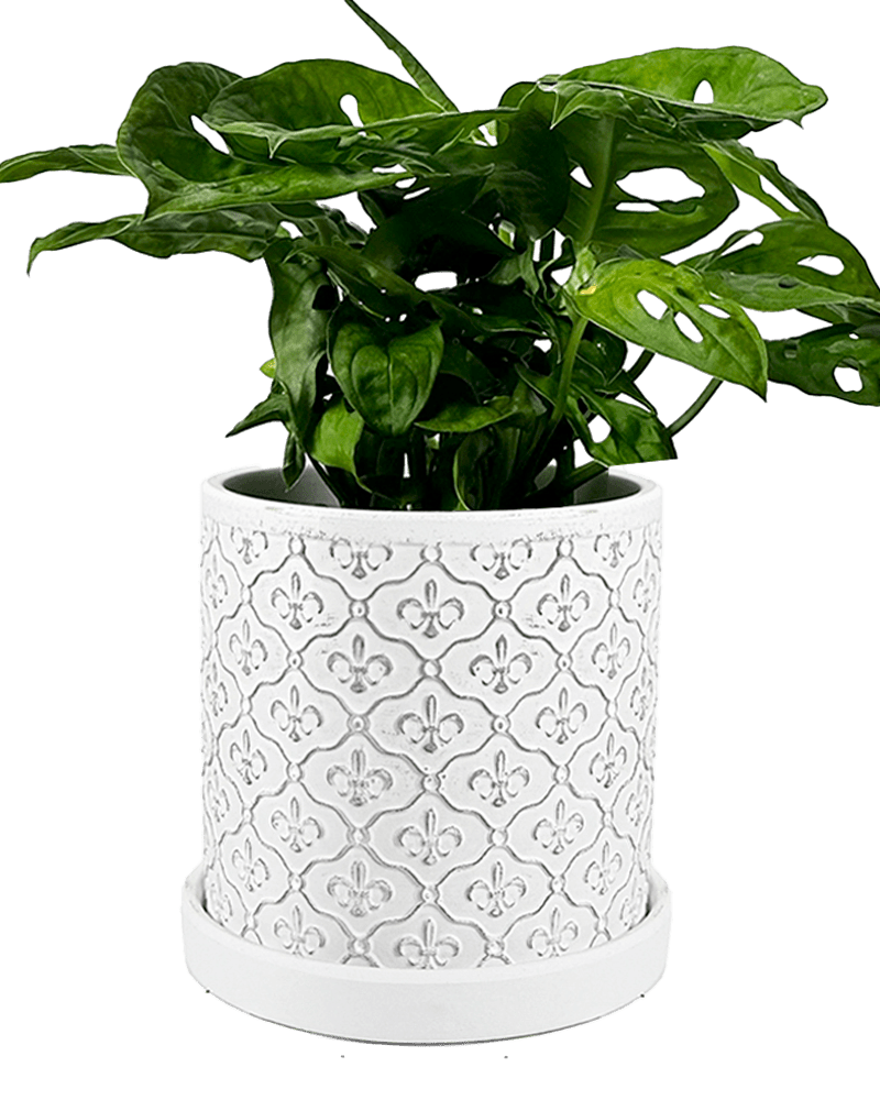 Balter Ceramic Pot And Saucer Set - Chive Ceramics Studio - Pots - Chive Ceramics Studio