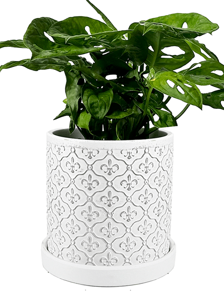 Balter Ceramic Pot And Saucer Set - Chive Ceramics Studio - Pots - Chive Ceramics Studio