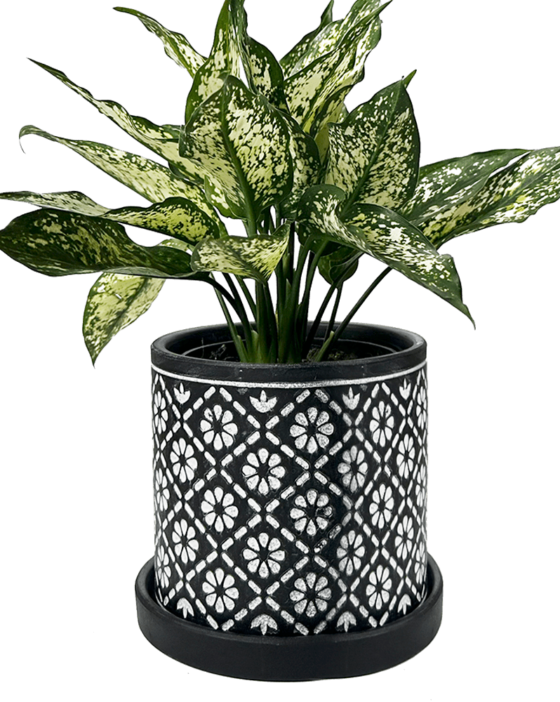 Balter Ceramic Pot And Saucer Set - Chive Ceramics Studio - Pots - Chive Ceramics Studio