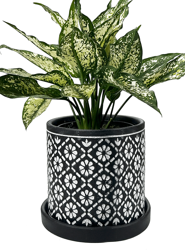 Balter Ceramic Pot And Saucer Set - Chive Ceramics Studio - Pots - Chive Ceramics Studio