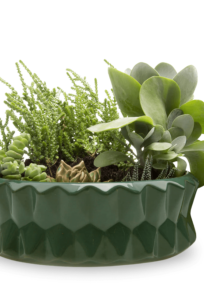 Fang Ceramic Modern Planter For Succulents - Chive Ceramics Studio - Pots - Chive Ceramics Studio